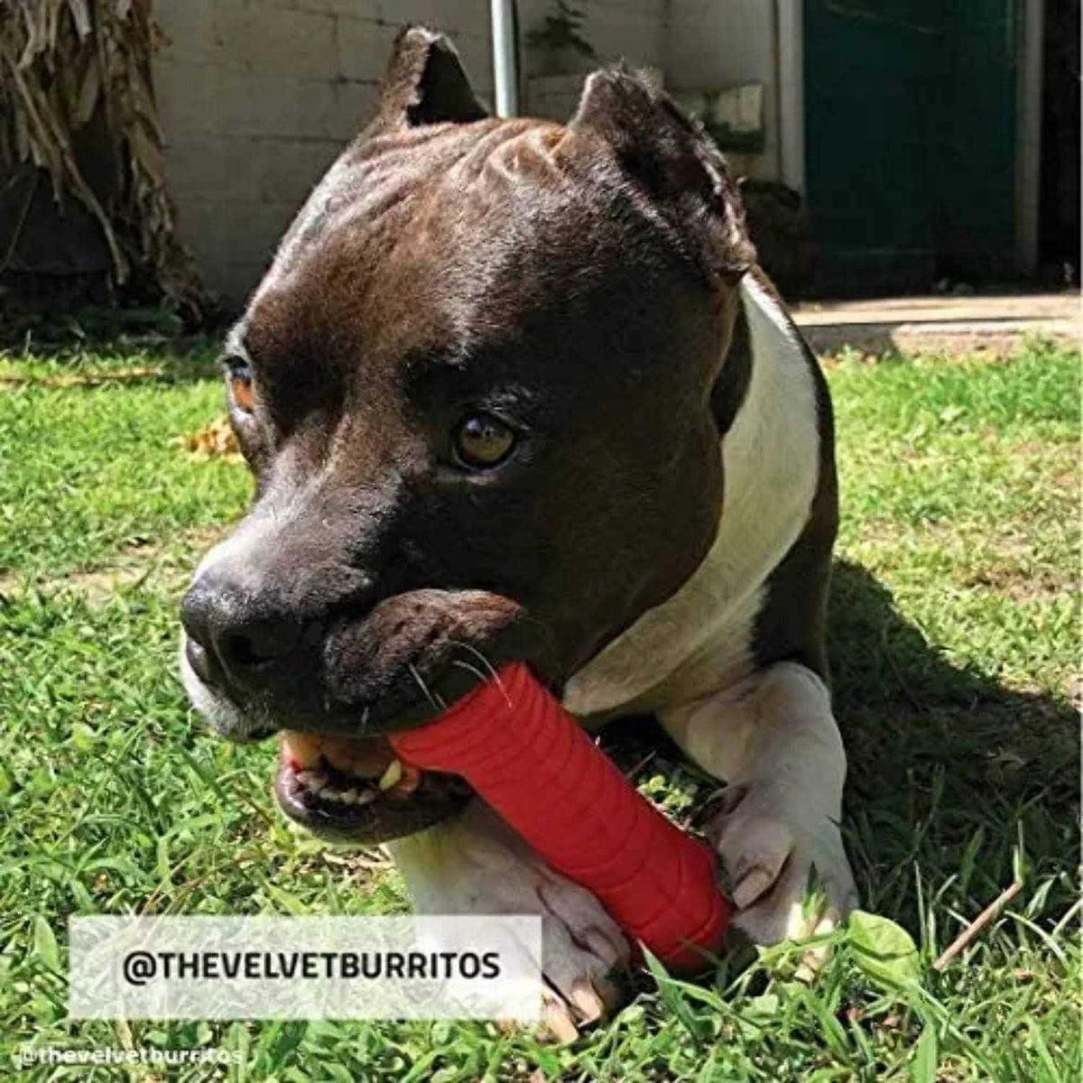 Dual Layer Bone Dog Toy A770