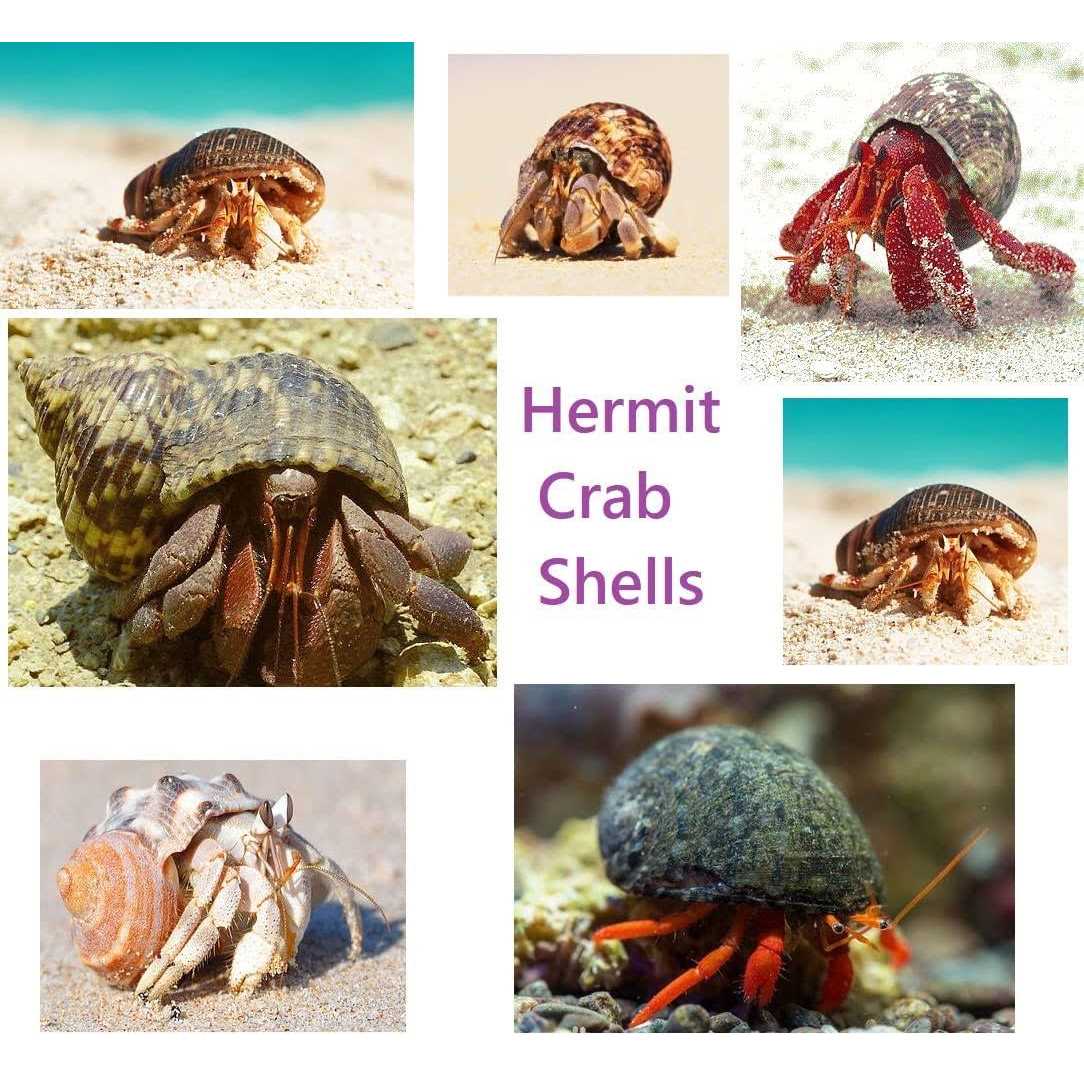 15 Pc Natural Hermit Crab Shells B3909