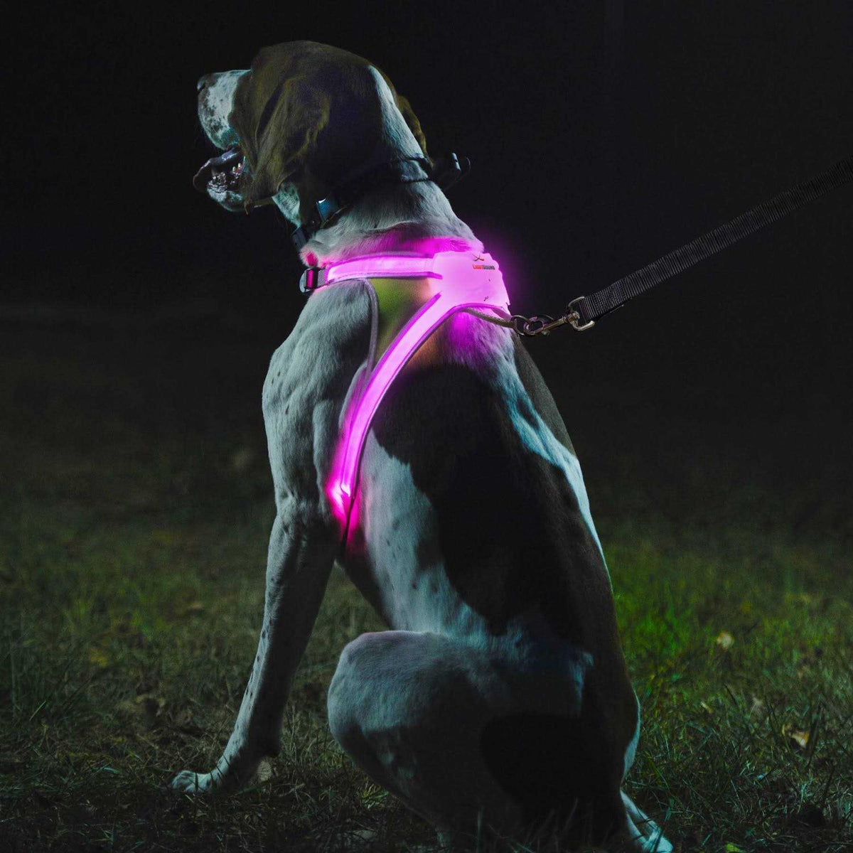 LED Reflective Dog Harness B54353