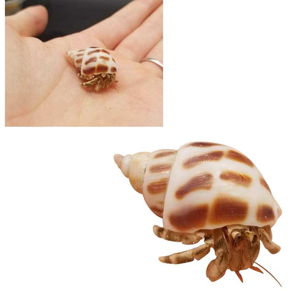 15 Pc Natural Hermit Crab Shells B3909