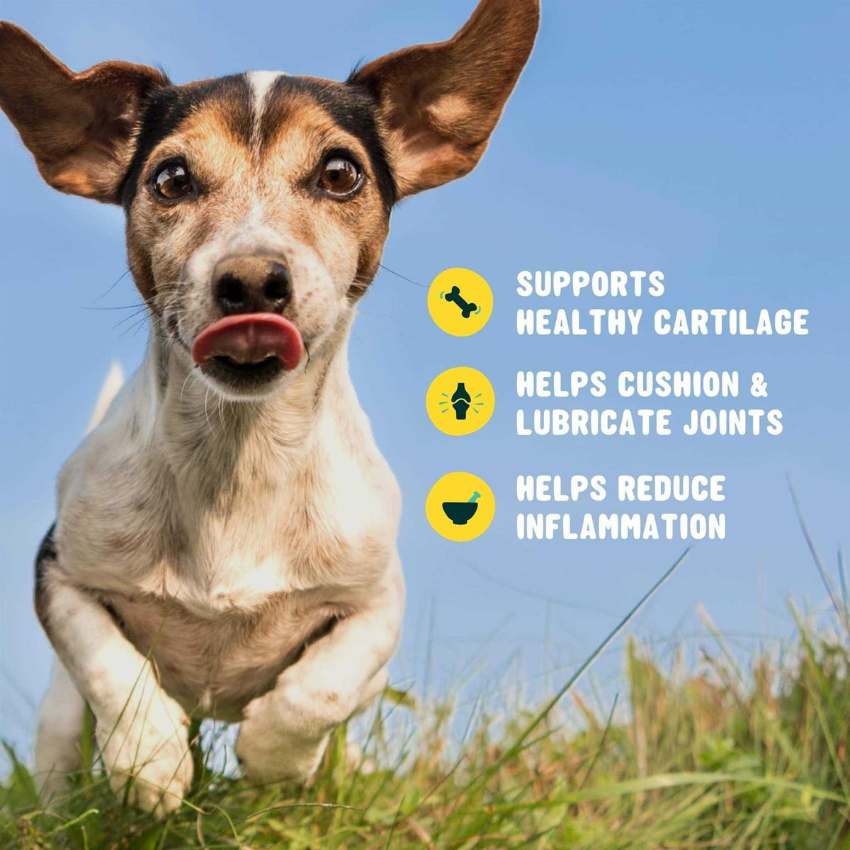 Glucosamine for Dogs Hip and Joint Supplement with Chondroitin, Turmeric, and Msm U5969