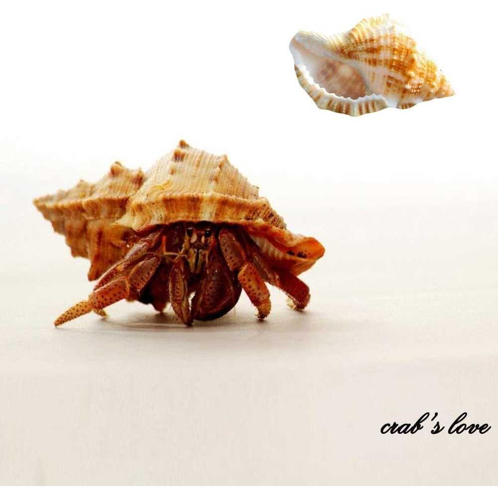 15 Pc Natural Hermit Crab Shells B3909