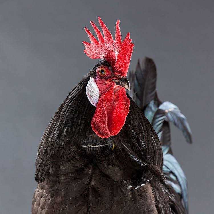 No-Crow Rooster Collar M239