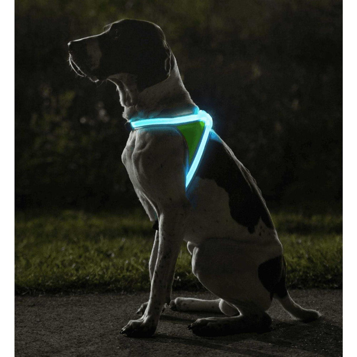 LED Reflective Dog Harness B54353
