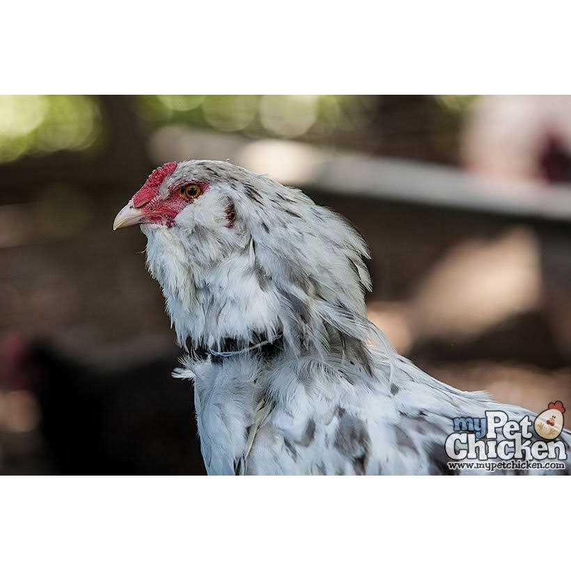 No-Crow Rooster Collar M239