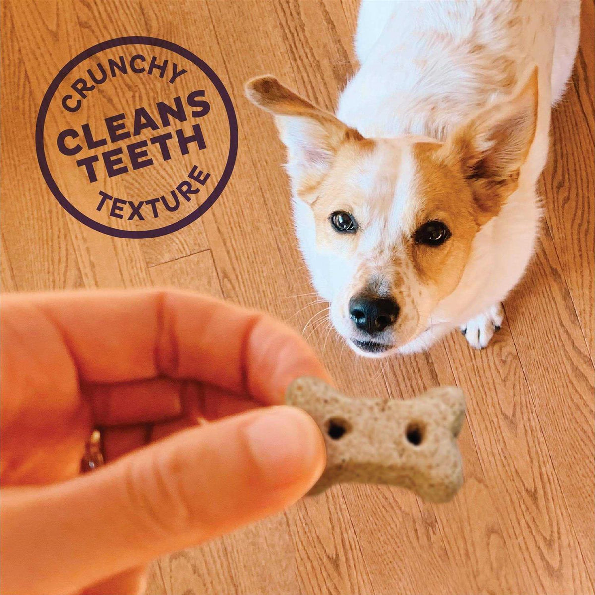 Dog Biscuits T517
