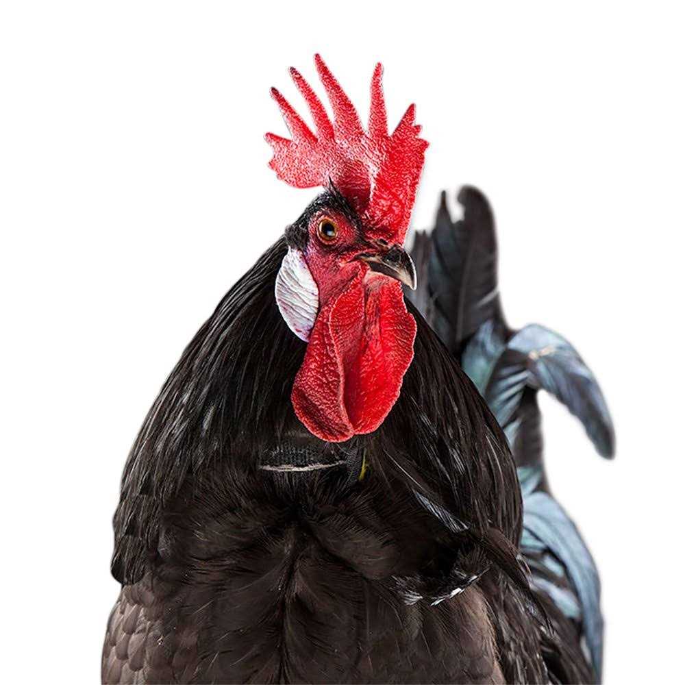 No-Crow Rooster Collar E854