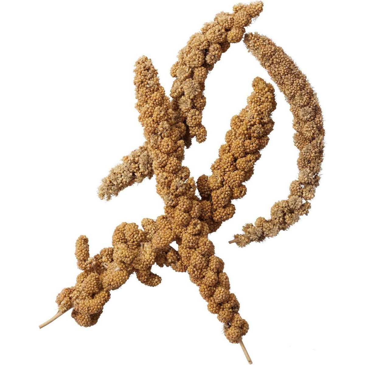 Millet Spray G943216