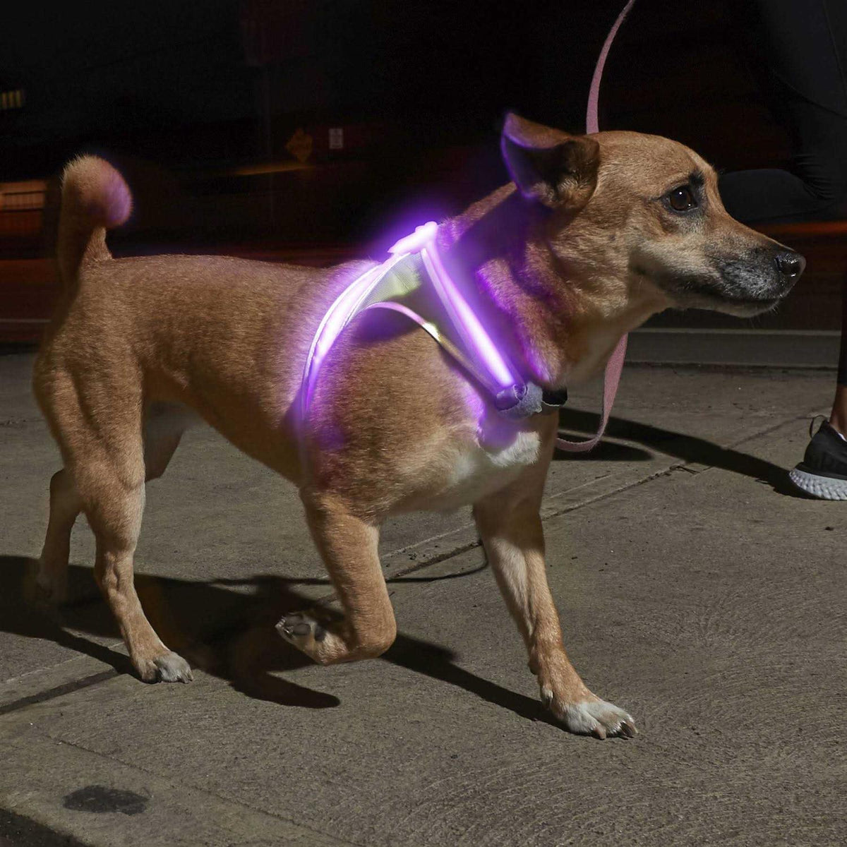 LED Reflective Dog Harness B54353