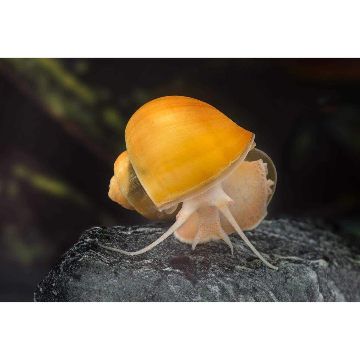 Freshwater Snail Food Mix with Calcium B3503