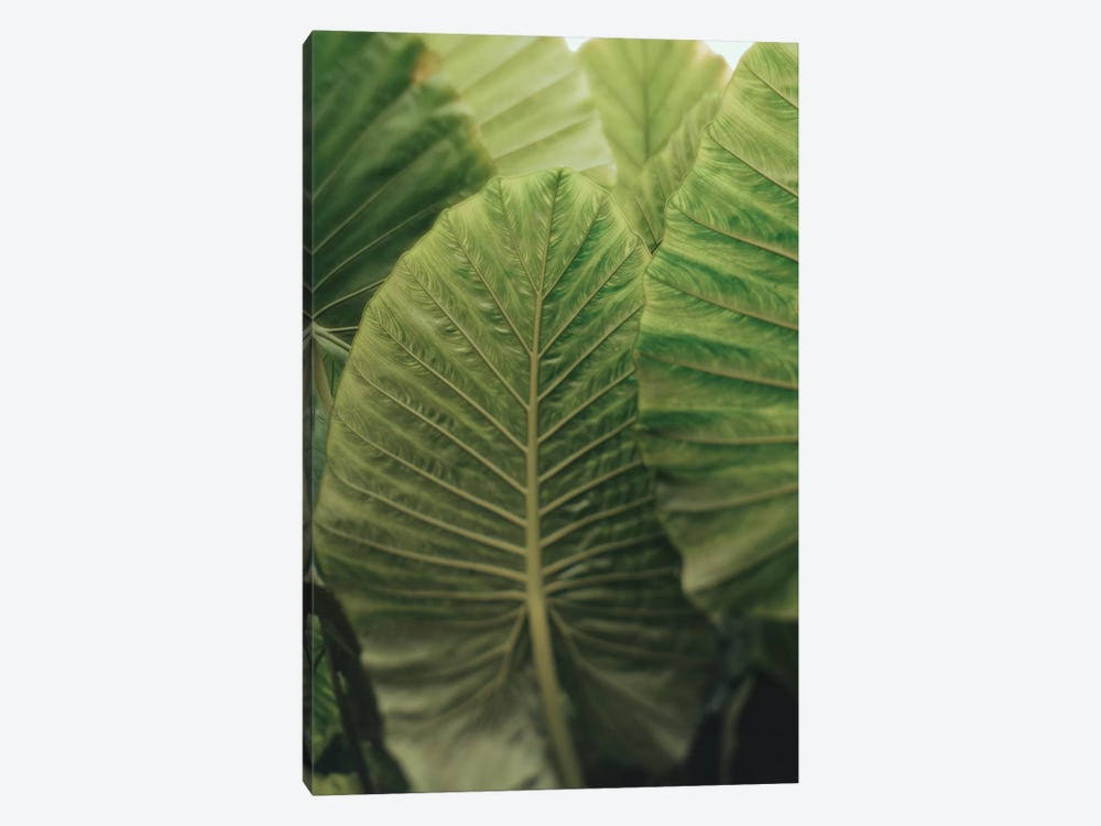 Canvas Prints Z6569