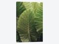 Canvas Prints Z6569