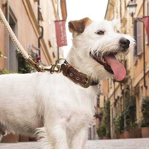 Genuine Embossed Italian Leather Dog Collar Y924