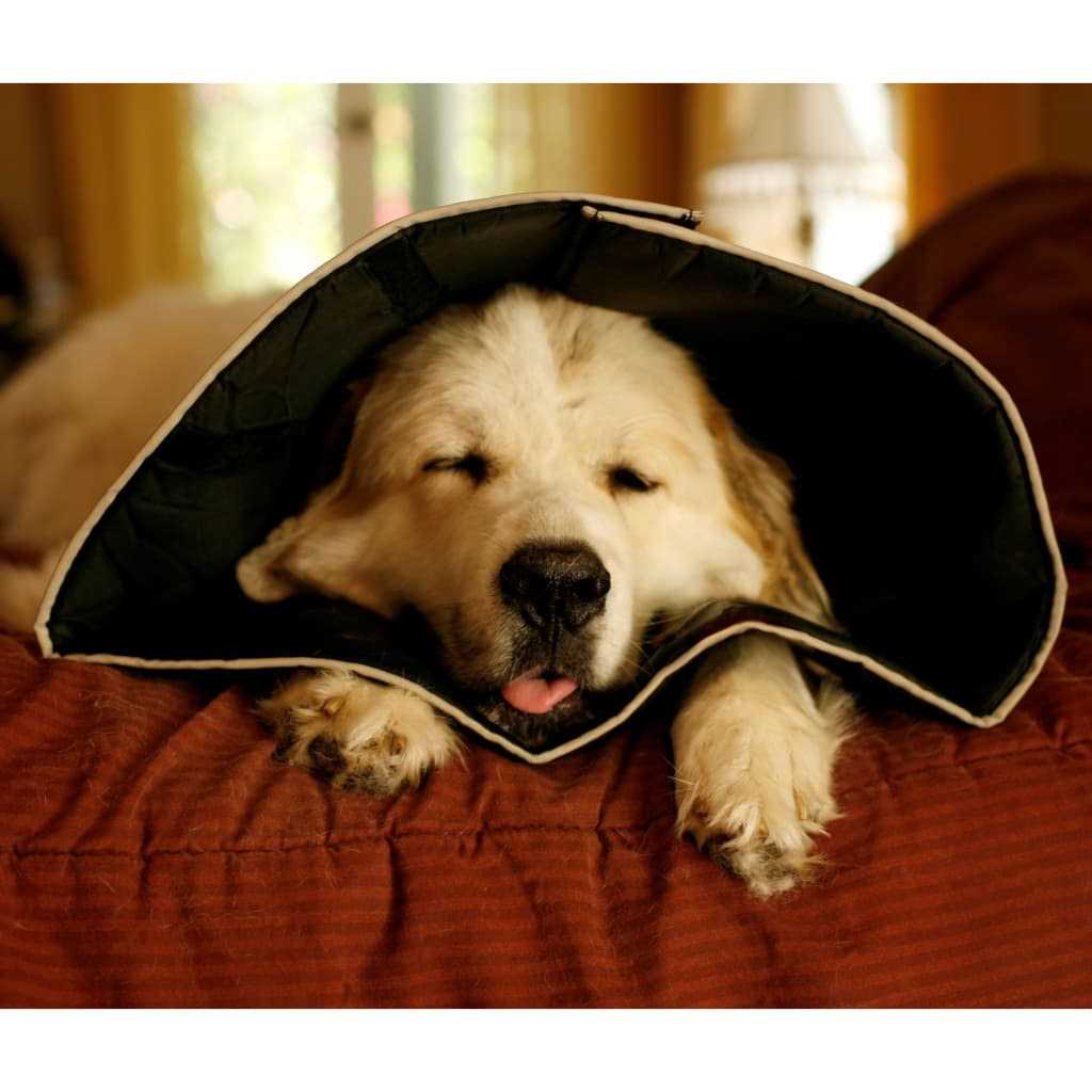 Comfy Cone Collar M9314