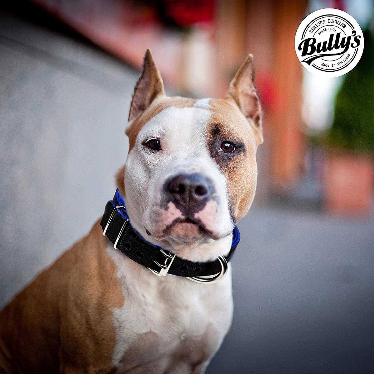 Dog Collar for Large Dogs Q963990