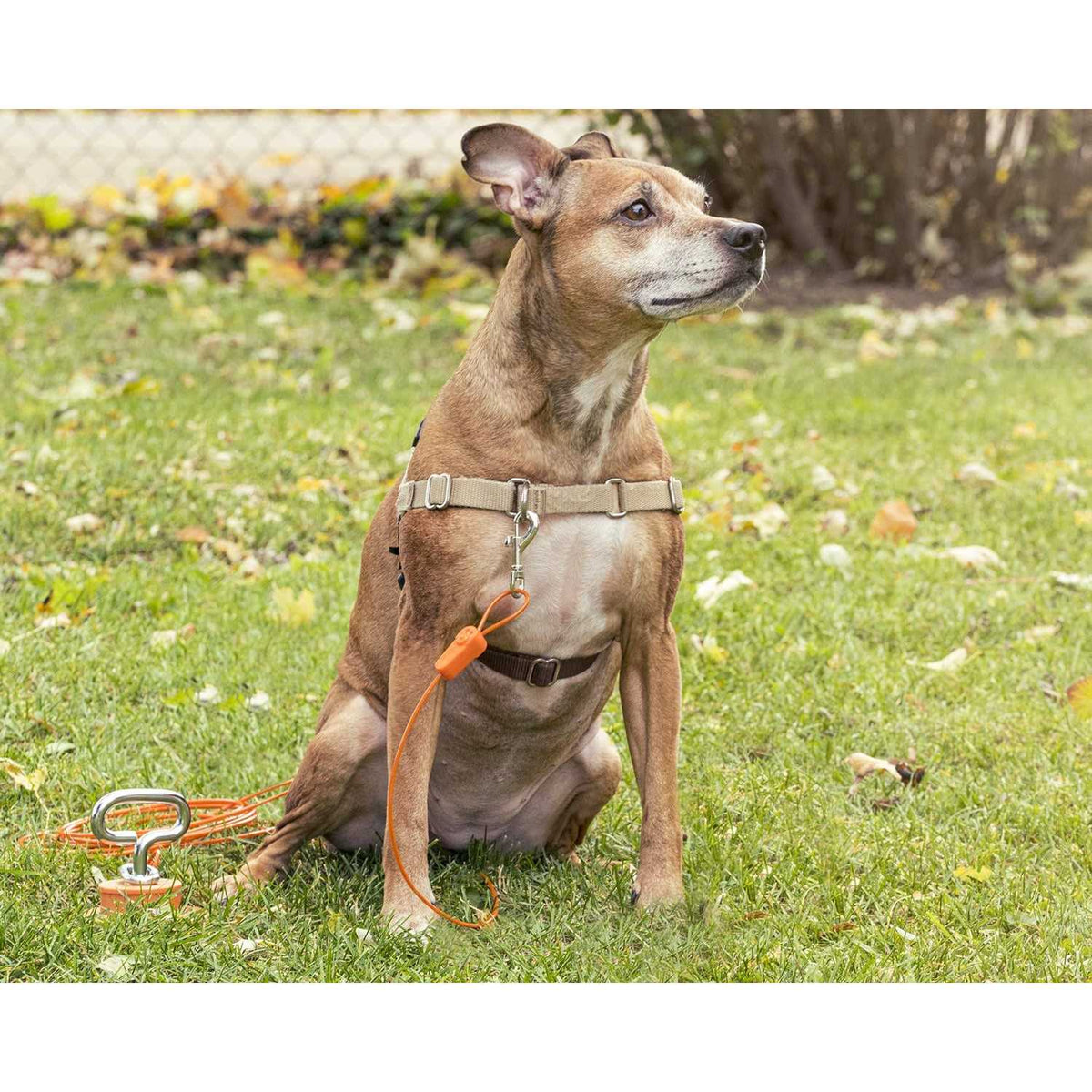 Tie-Out Cables for Dogs up to 100 Feet Z279244