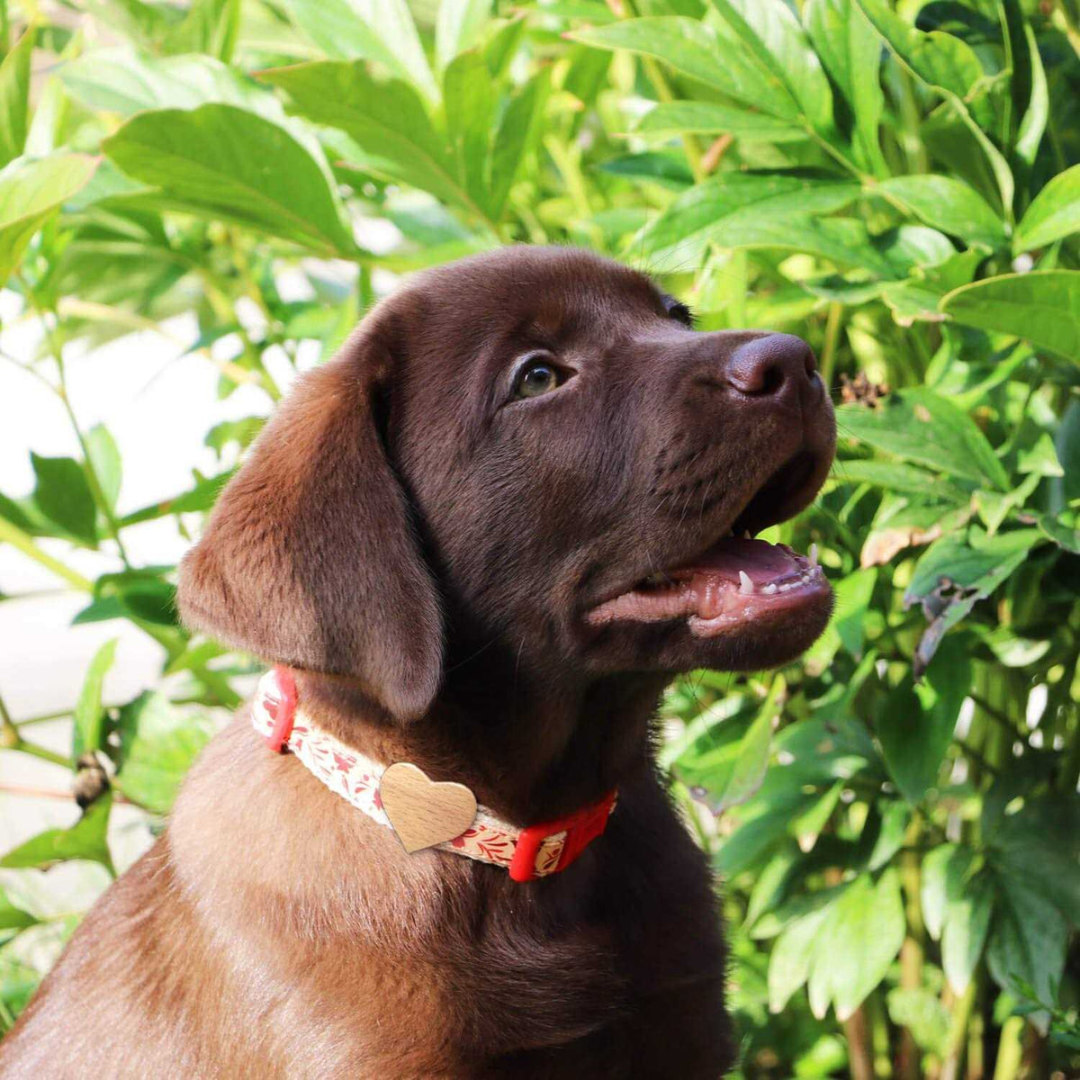 Heart Dog Collar G198869