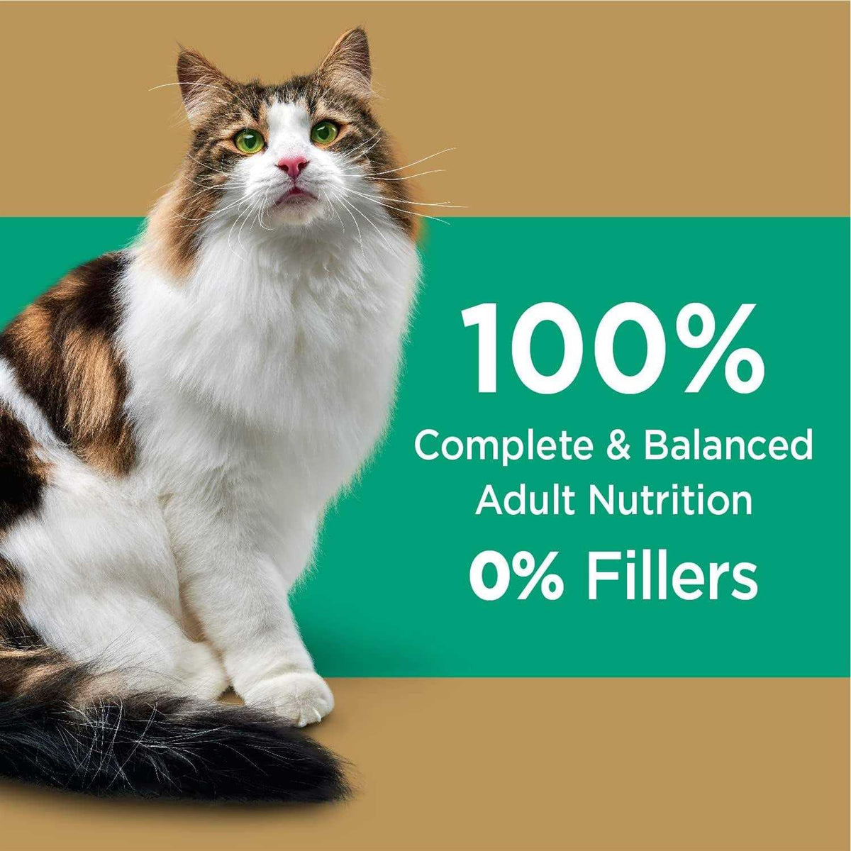 Salmon Adult Dry Cat Food L7022