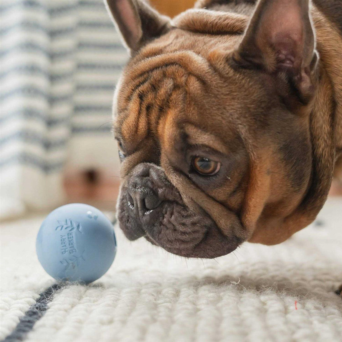 Rubber Balls and Chew Stick X59926