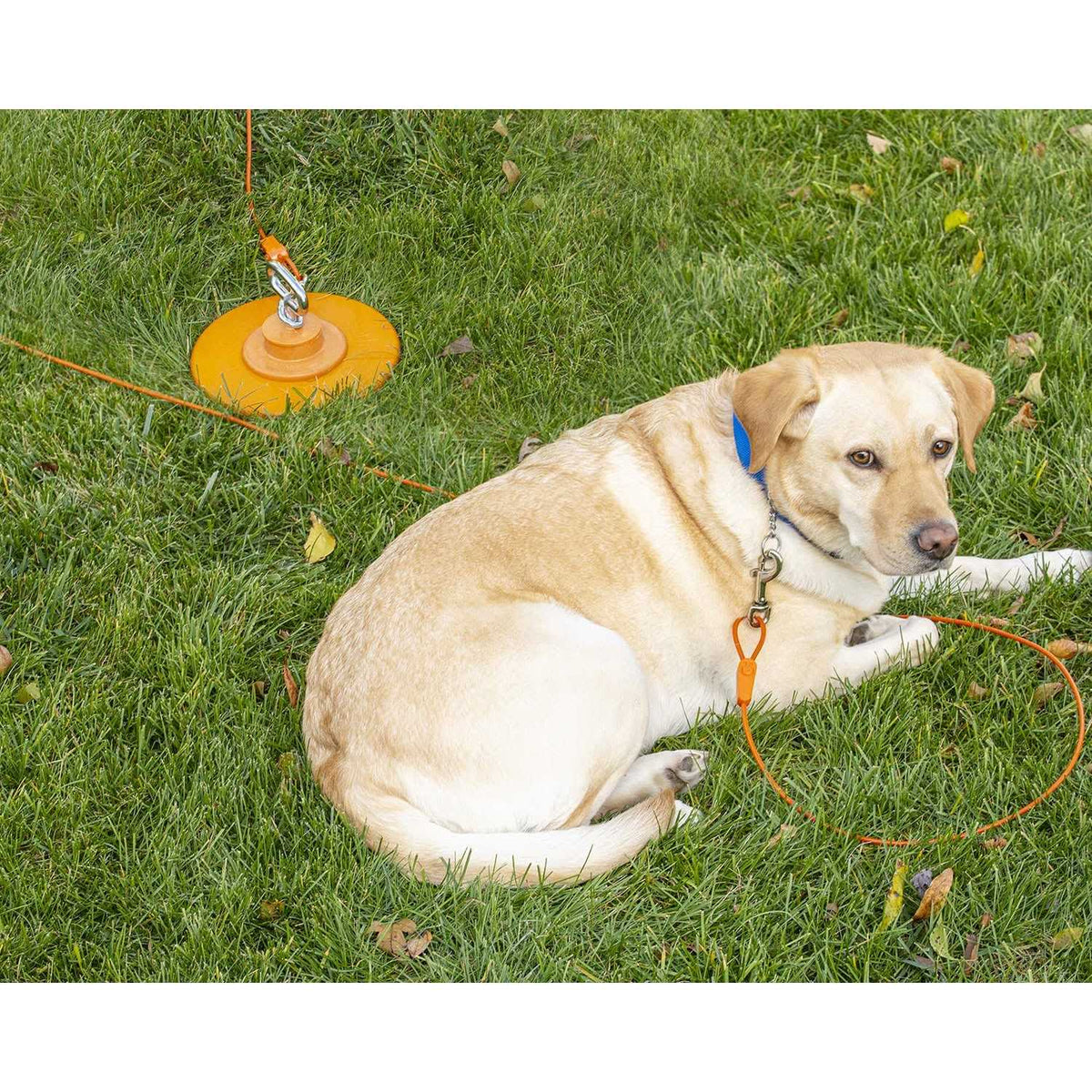 Tie-Out Cables for Dogs up to 100 Feet Z279244