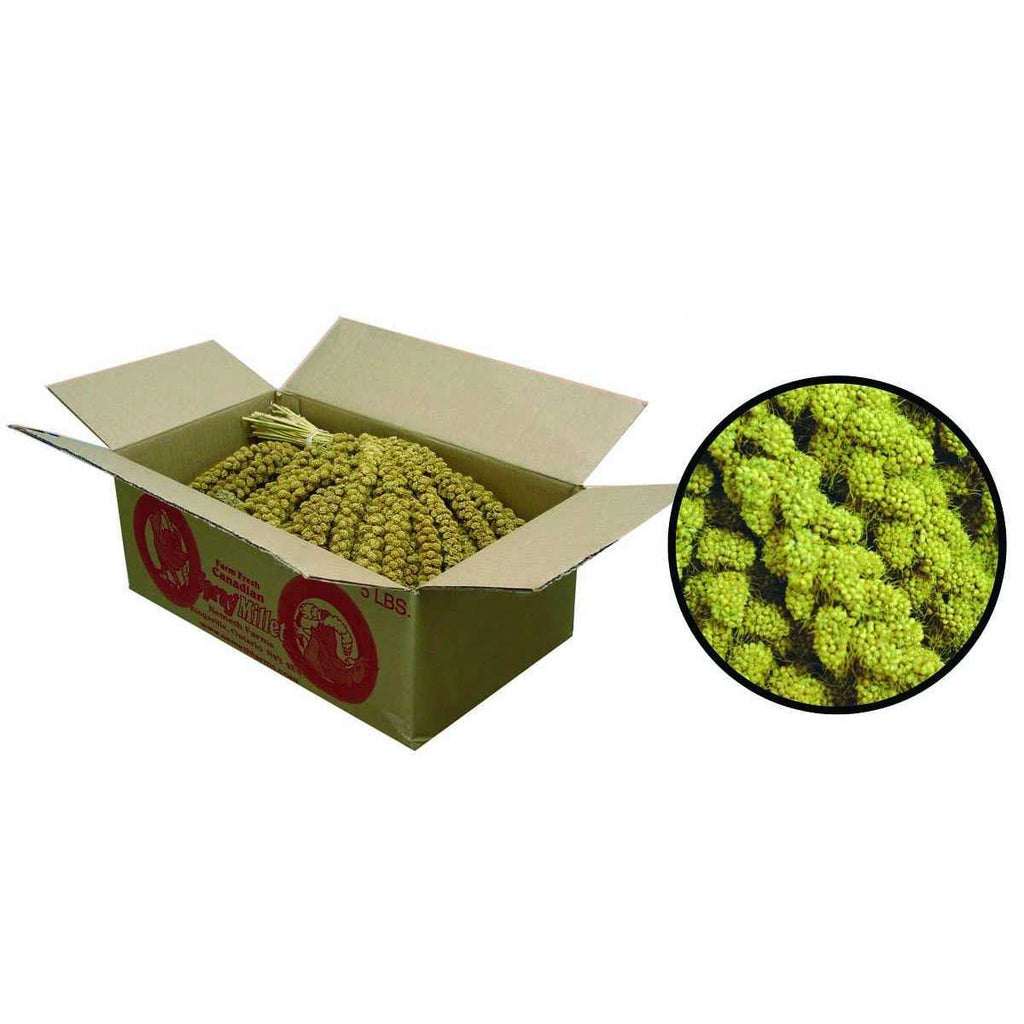 Millet Spray G943216