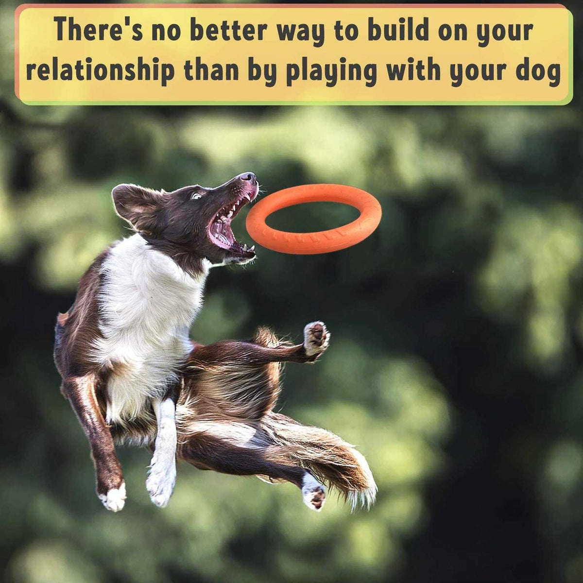 Dog Training Ring and Flying Disc Z24519