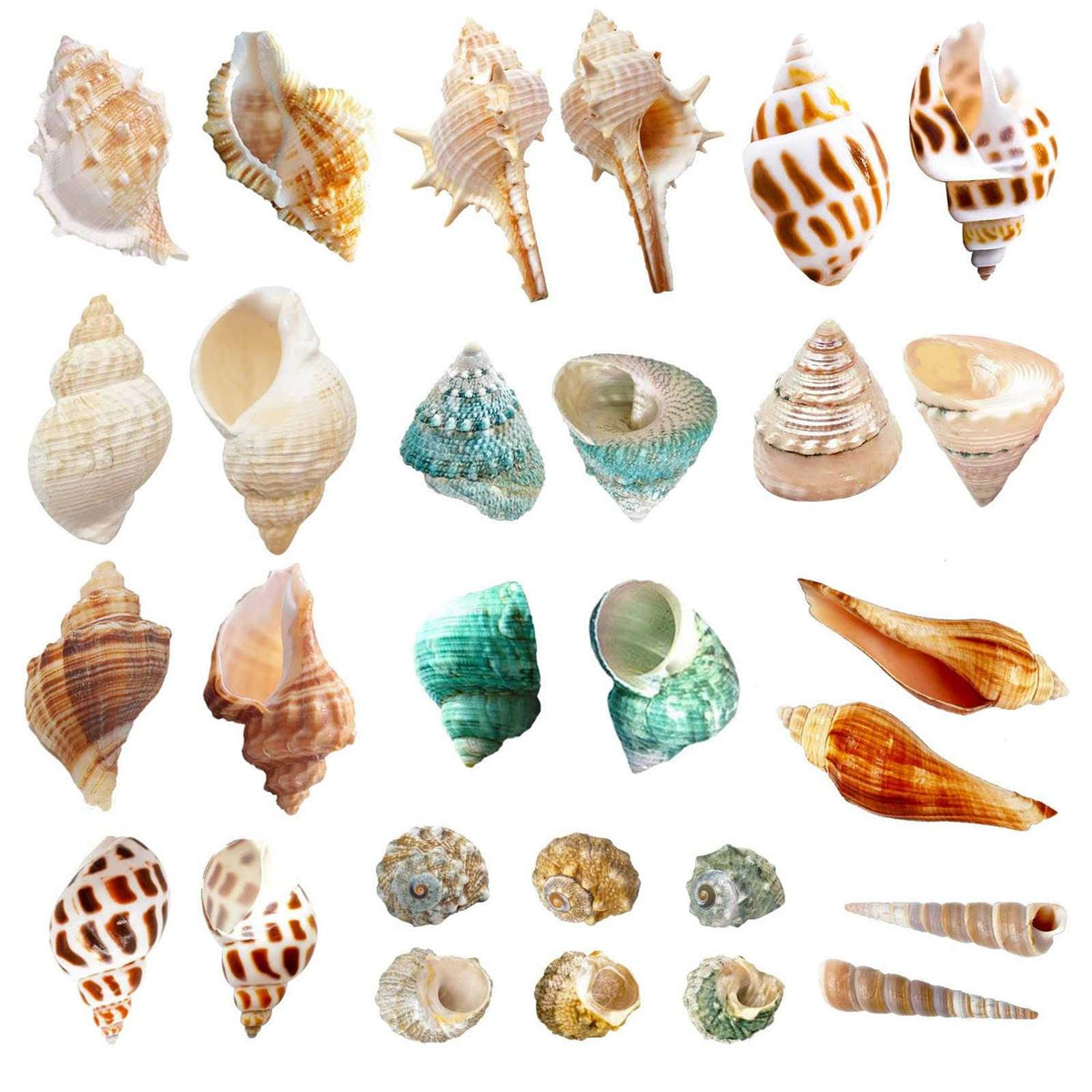 15 Pc Natural Hermit Crab Shells B3909