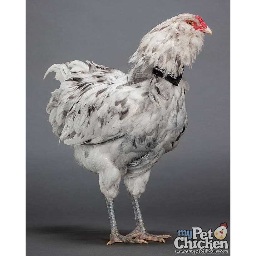 No-Crow Rooster Collar M239