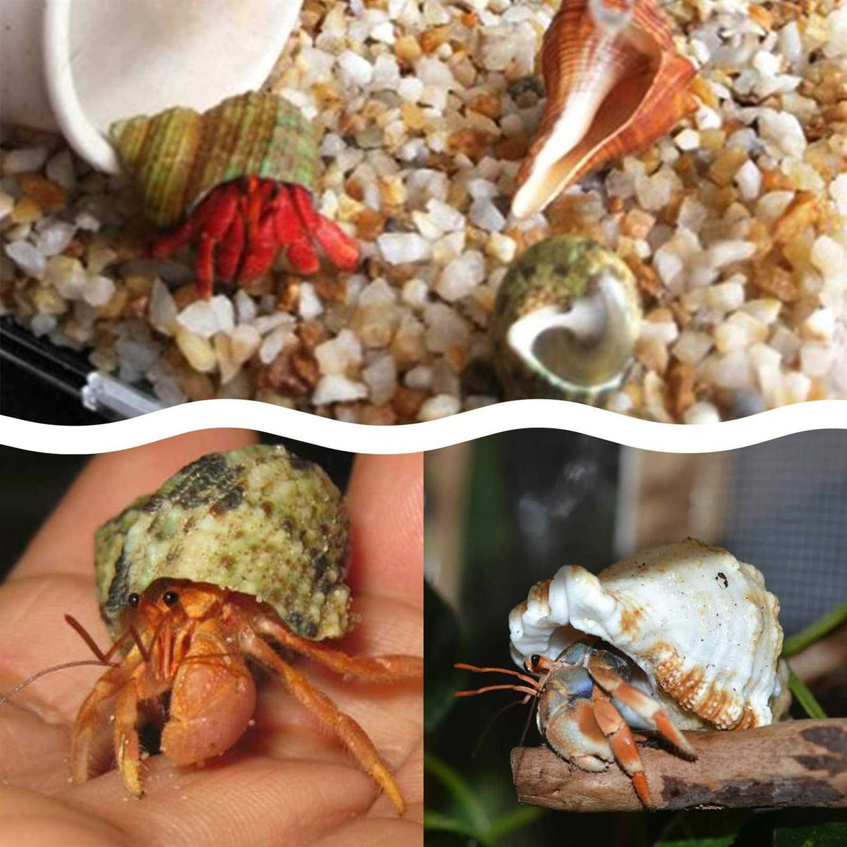 15 Pc Natural Hermit Crab Shells B3909