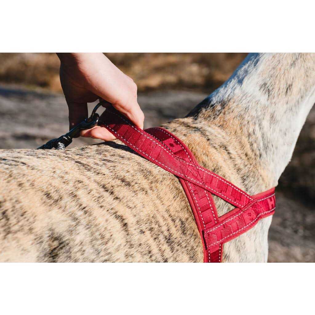 Padded Dog Y Harness X53174