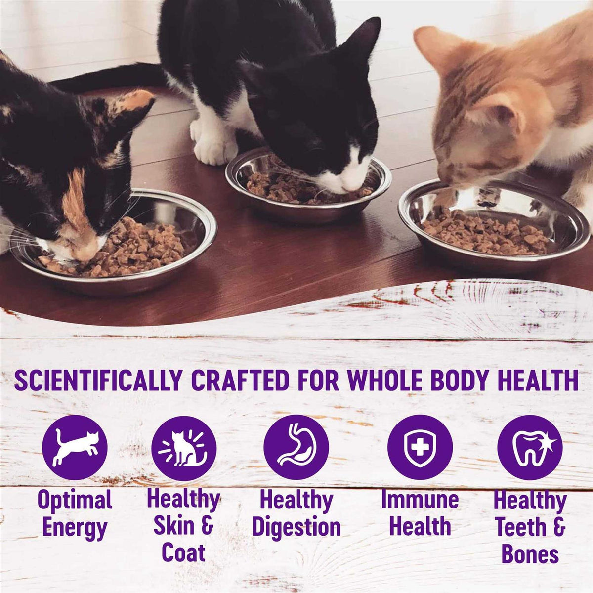Seafood Pate Variety Pack Wet Cat Food D367142