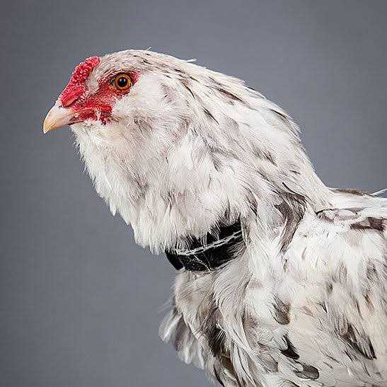 No-Crow Rooster Collar M239